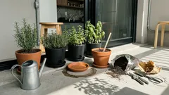 Horta em vasos: 5 ajustes simples (luz, drenagem e rega) para colher temperos e folhas no pouco espaço