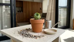 Suculenta em forma de rosa: o que faz a roseta fechar — e como cuidar sem exagerar na água