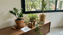8 plantas de interior que toleram a correria: pouca manutenção e o básico de luz e rega para não errar